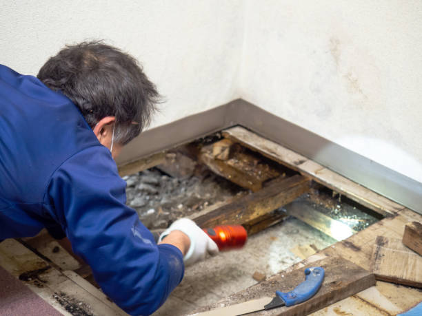 Best Toxic Mold Removal  in Churchill, PA