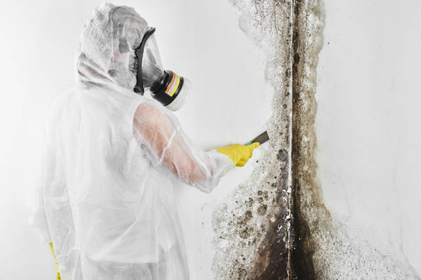 Best Residential Mold Removal  in Churchill, PA