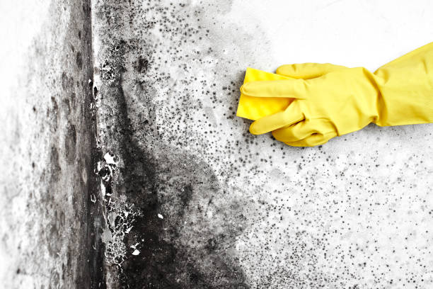 Best Attic Mold Removal  in Churchill, PA