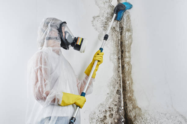 Best Mold Testing and Removal  in Churchill, PA
