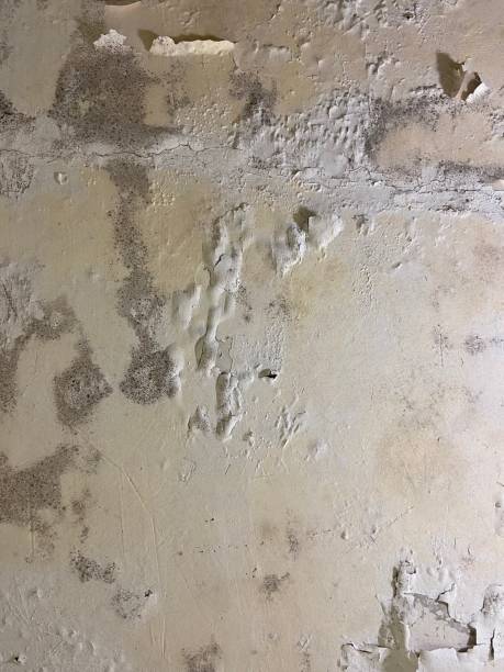 Best Mold Testing  in Churchill, PA