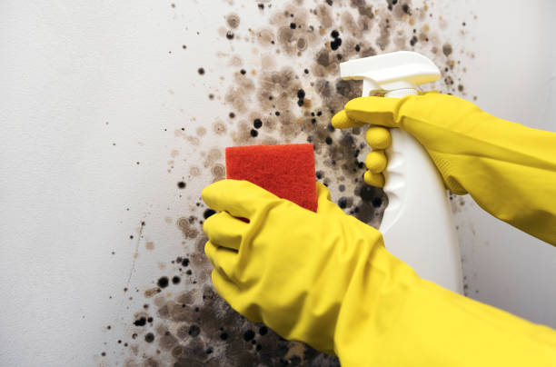 Mold Testing and Removal in Churchill, PA