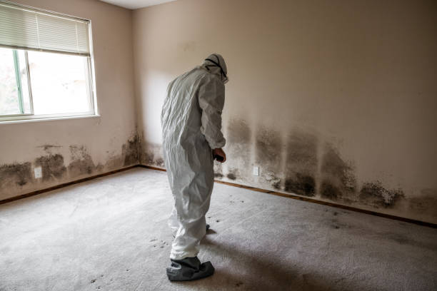 Best Mold Testing  in Churchill, PA