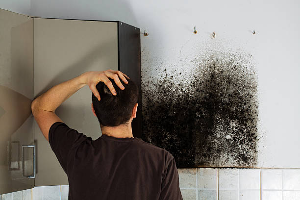 Best Certified Mold Removal  in Churchill, PA