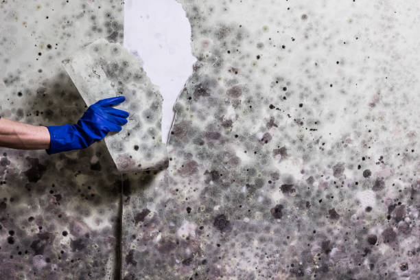 Best Toxic Mold Removal  in Churchill, PA