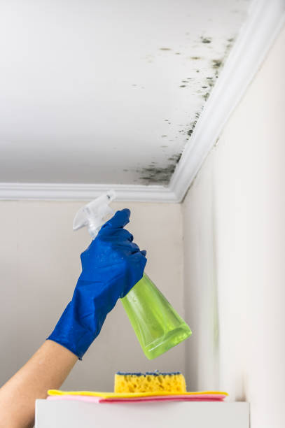 Professional Mold Removal in Churchill, PA